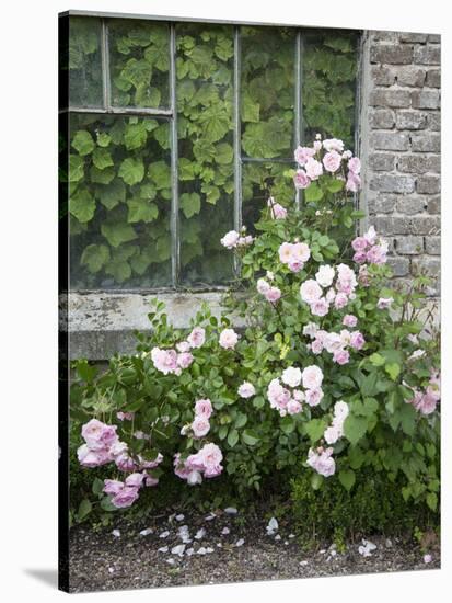 Pink Climbing Roses in Front of Old Greenhouse-Andrea Haase-Stretched Canvas