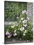 Pink Climbing Roses in Front of Old Greenhouse-Andrea Haase-Stretched Canvas