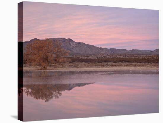 Pink Clouds and Pond at Sunrise, Bosque Del Apache National Wildlife Refuge, New Mexico, USA-James Hager-Stretched Canvas