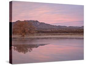 Pink Clouds and Pond at Sunrise, Bosque Del Apache National Wildlife Refuge, New Mexico, USA-James Hager-Stretched Canvas