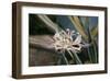 Pink Cluster Amaryllis, Manjushaka-Ryuji Adachi-Framed Art Print