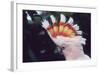 Pink Cockatoo Upswept Crest Whitish When Folded-null-Framed Photographic Print