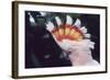 Pink Cockatoo Upswept Crest Whitish When Folded-null-Framed Photographic Print