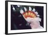 Pink Cockatoo Upswept Crest Whitish When Folded-null-Framed Photographic Print