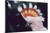 Pink Cockatoo Upswept Crest Whitish When Folded-null-Mounted Photographic Print
