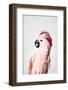 Pink Cockatoo-Sisi and Seb-Framed Photo