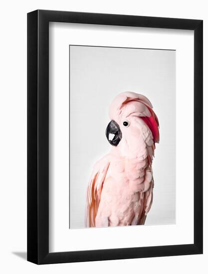 Pink Cockatoo-Sisi and Seb-Framed Photo