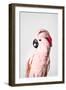 Pink Cockatoo-Sisi and Seb-Framed Photo