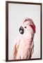 Pink Cockatoo-Sisi and Seb-Framed Photo