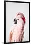 Pink Cockatoo-Sisi and Seb-Framed Photo