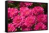 Pink Colored Chrysanthemums in A Flower Nursery-Ruud Morijn-Framed Stretched Canvas