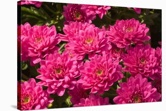 Pink Colored Chrysanthemums in A Flower Nursery-Ruud Morijn-Stretched Canvas