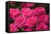 Pink Colored Chrysanthemums in A Flower Nursery-Ruud Morijn-Framed Stretched Canvas