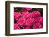 Pink Colored Chrysanthemums in A Flower Nursery-Ruud Morijn-Framed Photographic Print