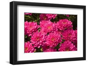 Pink Colored Chrysanthemums in A Flower Nursery-Ruud Morijn-Framed Photographic Print