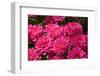 Pink Colored Chrysanthemums in A Flower Nursery-Ruud Morijn-Framed Photographic Print