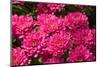 Pink Colored Chrysanthemums in A Flower Nursery-Ruud Morijn-Mounted Photographic Print