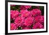 Pink Colored Chrysanthemums in A Flower Nursery-Ruud Morijn-Framed Photographic Print