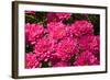 Pink Colored Chrysanthemums in A Flower Nursery-Ruud Morijn-Framed Photographic Print