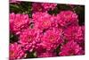 Pink Colored Chrysanthemums in A Flower Nursery-Ruud Morijn-Mounted Photographic Print