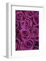 Pink Coloured Rose Blooms, Rose, Pink, Rosaceae-Sweet Ink-Framed Photographic Print