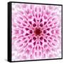 Pink Concentric Flower Center: Mandala Kaleidoscopic Design-tr3gi-Framed Stretched Canvas