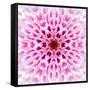 Pink Concentric Flower Center: Mandala Kaleidoscopic Design-tr3gi-Framed Stretched Canvas