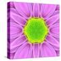 Pink Concentric Flower Center: Mandala Kaleidoscopic-tr3gi-Stretched Canvas