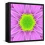 Pink Concentric Flower Center: Mandala Kaleidoscopic-tr3gi-Framed Stretched Canvas