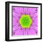 Pink Concentric Flower Center: Mandala Kaleidoscopic-tr3gi-Framed Art Print