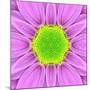 Pink Concentric Flower Center: Mandala Kaleidoscopic-tr3gi-Mounted Art Print