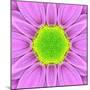 Pink Concentric Flower Center: Mandala Kaleidoscopic-tr3gi-Mounted Art Print