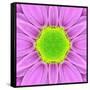 Pink Concentric Flower Center: Mandala Kaleidoscopic-tr3gi-Framed Stretched Canvas