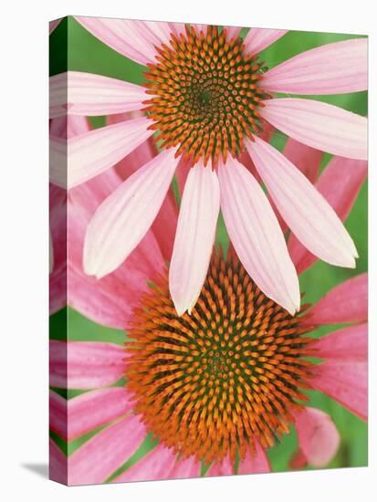 Pink Cone Flowers Close-Up-Richard Hamilton Smith-Stretched Canvas