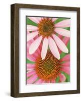 Pink Cone Flowers Close-Up-Richard Hamilton Smith-Framed Photographic Print