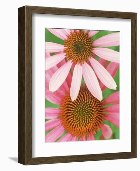 Pink Cone Flowers Close-Up-Richard Hamilton Smith-Framed Photographic Print