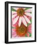 Pink Cone Flowers Close-Up-Richard Hamilton Smith-Framed Photographic Print