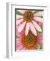 Pink Cone Flowers Close-Up-Richard Hamilton Smith-Framed Photographic Print