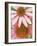 Pink Cone Flowers Close-Up-Richard Hamilton Smith-Framed Photographic Print