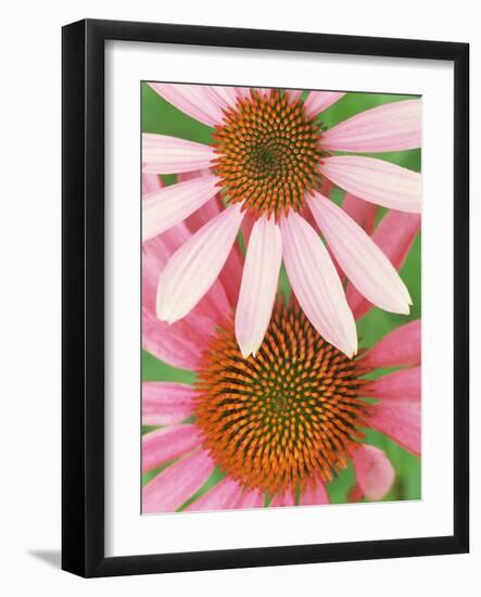 Pink Cone Flowers Close-Up-Richard Hamilton Smith-Framed Photographic Print