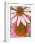 Pink Cone Flowers Close-Up-Richard Hamilton Smith-Framed Photographic Print