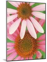 Pink Cone Flowers Close-Up-Richard Hamilton Smith-Mounted Photographic Print