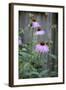 Pink Coneflowers Against a Rustic Fence-Anna Miller-Framed Photographic Print