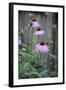 Pink Coneflowers Against a Rustic Fence-Anna Miller-Framed Photographic Print