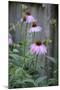 Pink Coneflowers Against a Rustic Fence-Anna Miller-Mounted Photographic Print