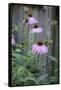 Pink Coneflowers Against a Rustic Fence-Anna Miller-Framed Stretched Canvas