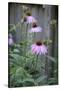 Pink Coneflowers Against a Rustic Fence-Anna Miller-Stretched Canvas