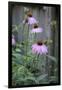 Pink Coneflowers Against a Rustic Fence-Anna Miller-Framed Photographic Print
