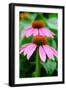 Pink Coneflowers I-Laura DeNardo-Framed Photographic Print