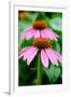 Pink Coneflowers I-Laura DeNardo-Framed Photographic Print